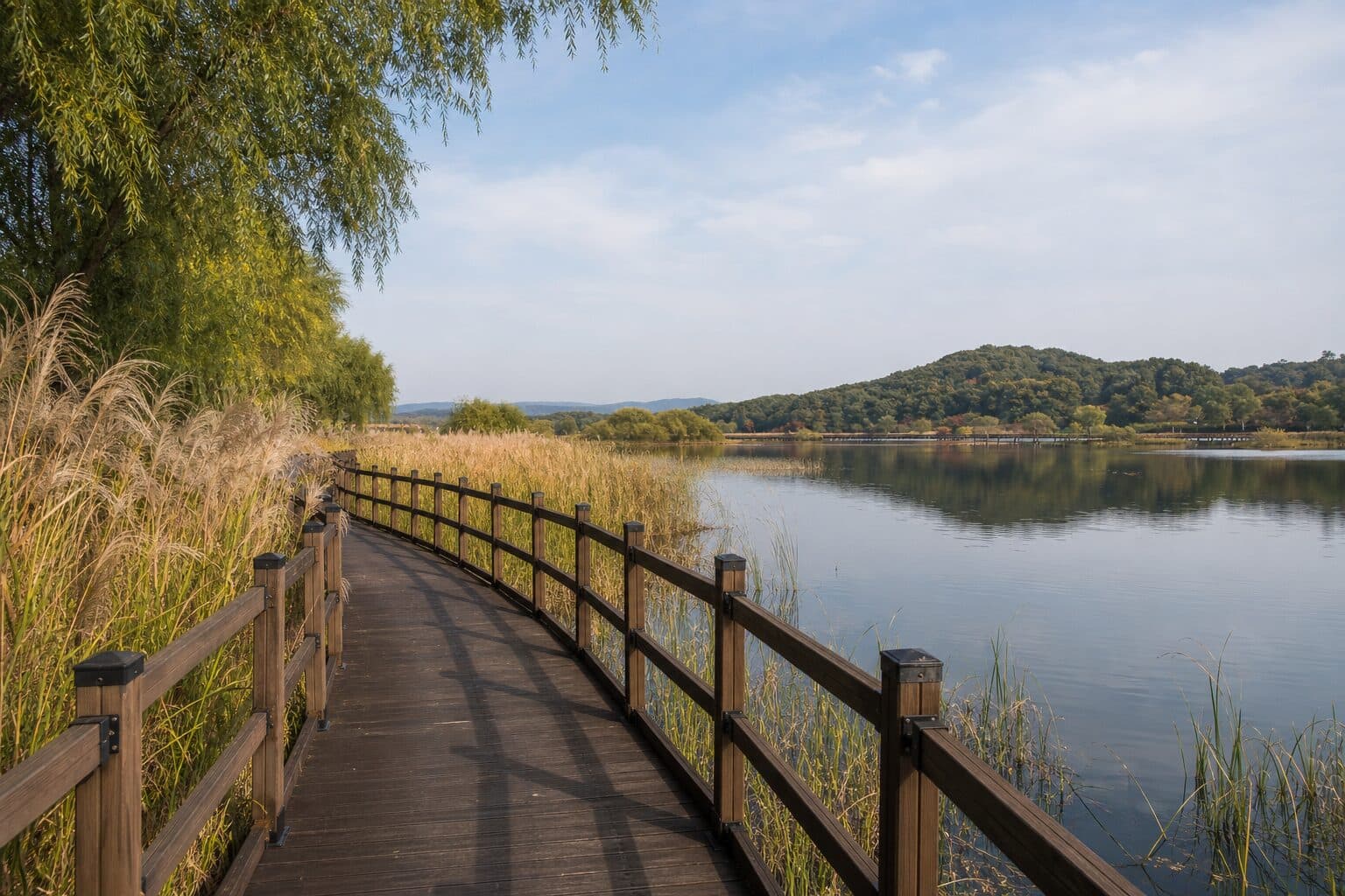 A boardwalk through reeds