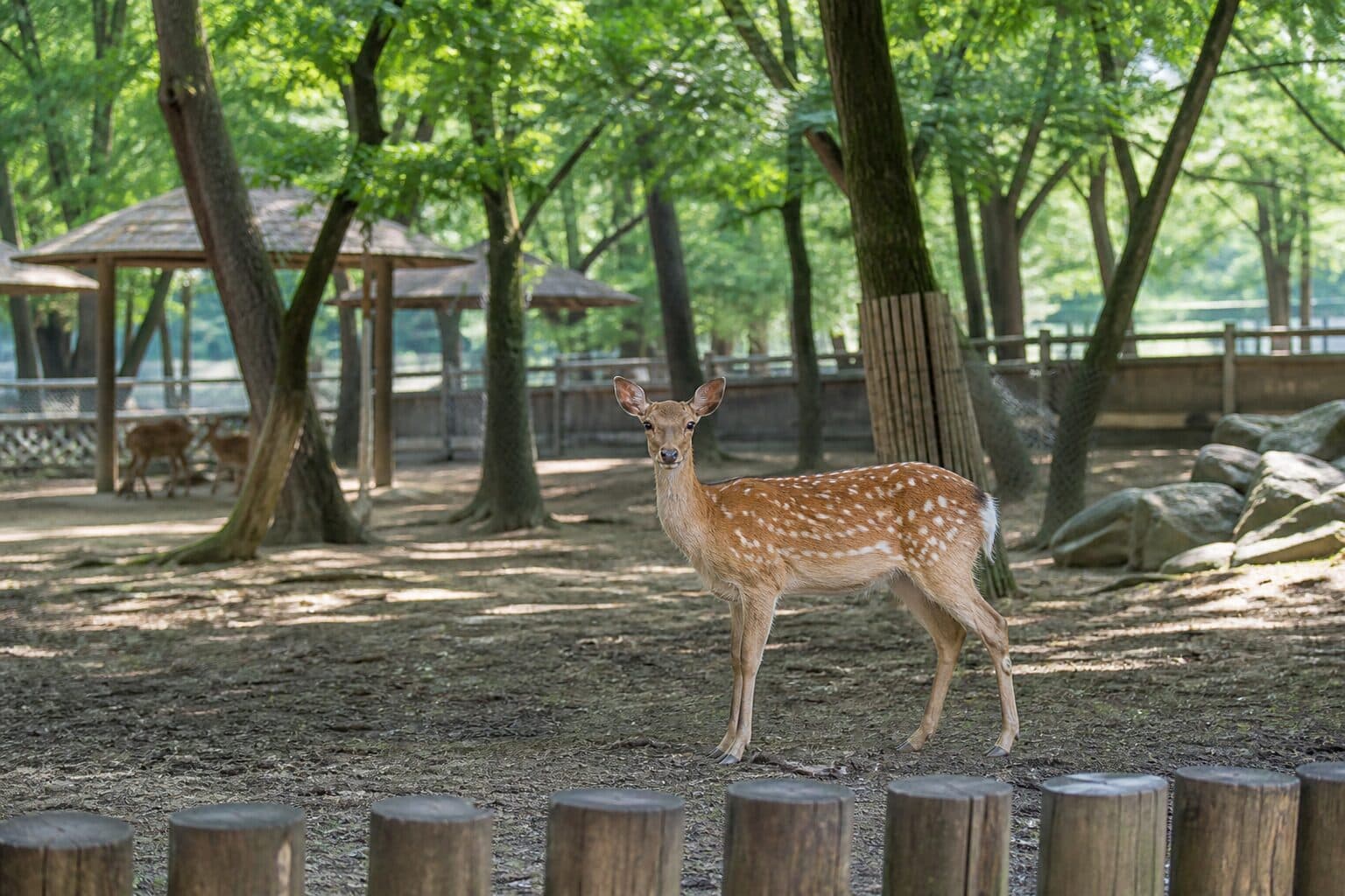 The zoo among trees